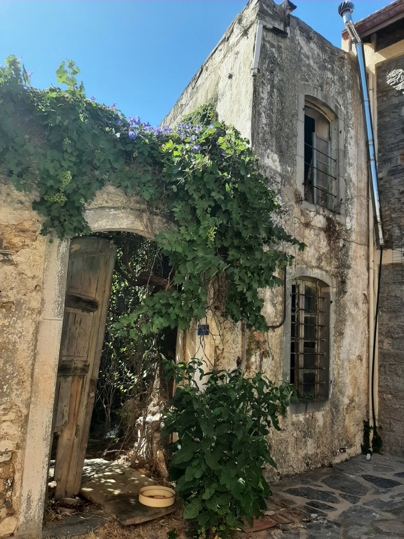Old house, vine-covered archway